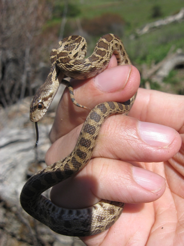 Pacific Gopher Snake